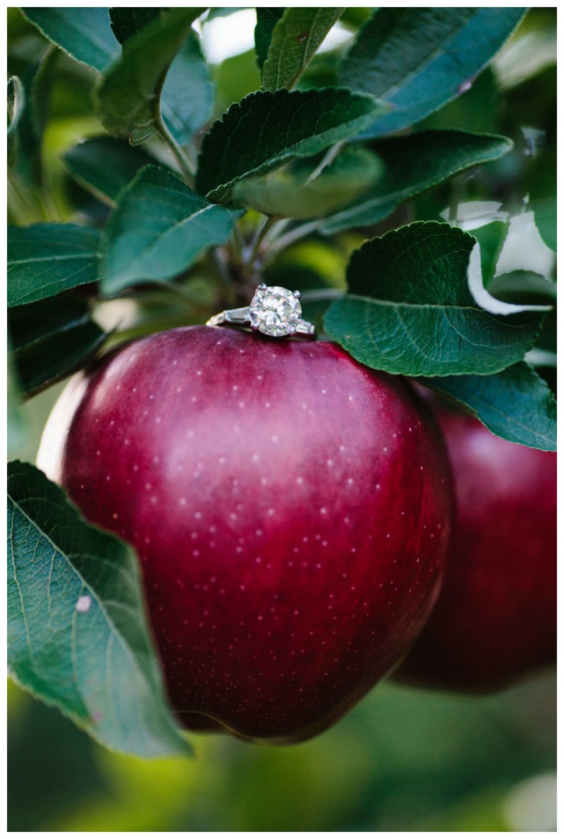 apple orchard engagement 15